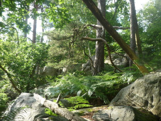 Forêt de Fontainebleau